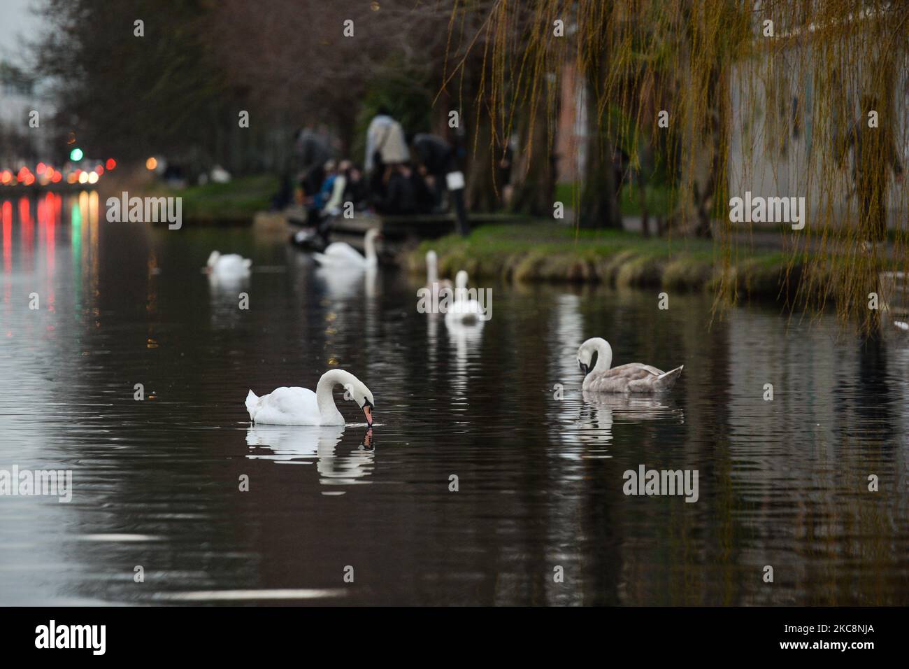Un troupeau de cygnes vus sur le Grand Canal à Dublin pendant le confinement de Covid-19 au niveau 5. Le jeudi 4 février 2021, à Dublin, Irlande. (Photo par Artur Widak/NurPhoto) Banque D'Images