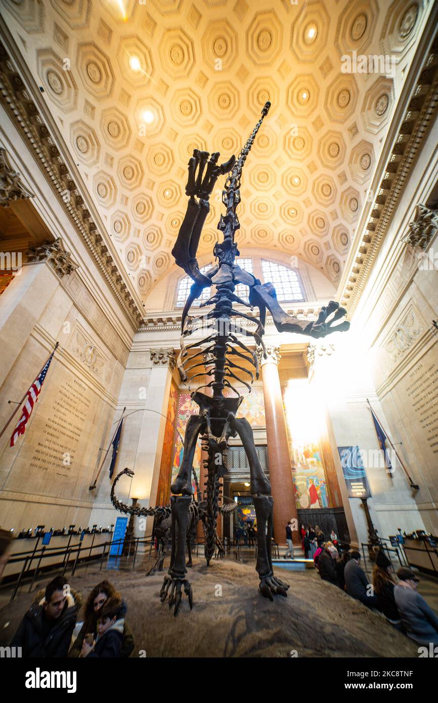 Vue panoramique à l'intérieur de la rotonde Theodore Roosevelt, le principal hall d'émission de billets avec des fossiles de dinosaures exposés au public dans l'AMNH du Musée américain d'histoire naturelle situé dans l'Upper West Side de Manhattan près de Central Park à New York. Le musée reçoit environ 5 millions de visiteurs, touristes, locaux et étudiants par an. New York, Etats-Unis d'Amérique USA le 2020 février (photo de Nicolas Economou/NurPhoto) Banque D'Images