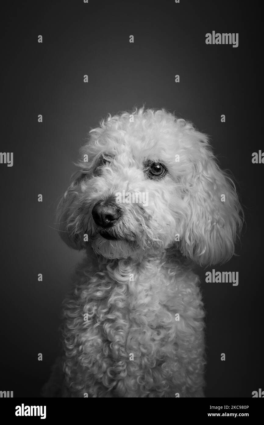 Une photo verticale d'un joli petit chien Cockapoo tout doux qui regarde de côté sur un fond gris Banque D'Images