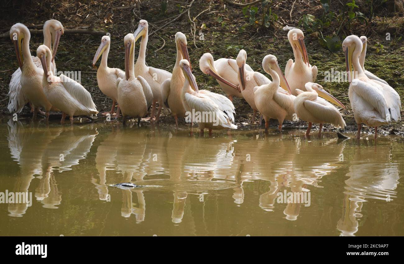 Pelican rosé près d'un étang au zoo d'État d'Assam, à Guwahati, en Inde, le 14 février 2021. (Photo de David Talukdar/NurPhoto) Banque D'Images