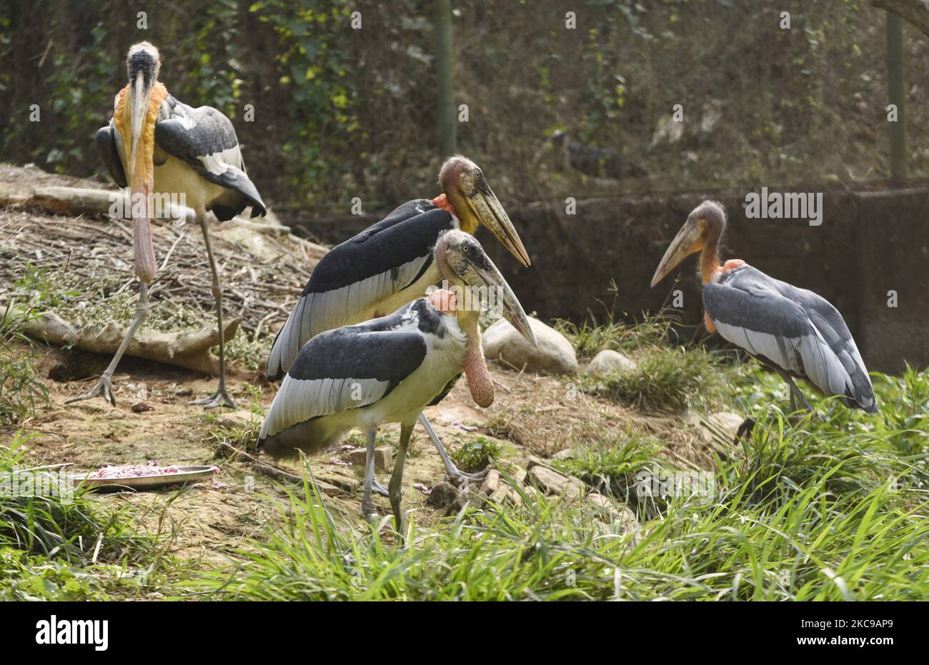 De plus grands cigognes adjuvantes à l'intérieur d'une enceinte au zoo d'État d'Assam, à Guwahati, en Inde, le 14 février 2021. (Photo de David Talukdar/NurPhoto) Banque D'Images