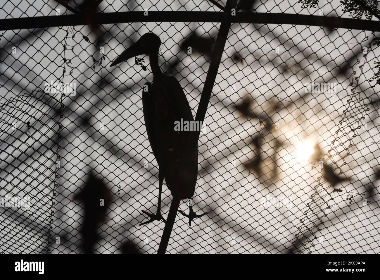 Grand cigogne adjudant à l'intérieur d'une enceinte au zoo d'État d'Assam, à Guwahati, en Inde, le 14 février 2021. (Photo de David Talukdar/NurPhoto) Banque D'Images