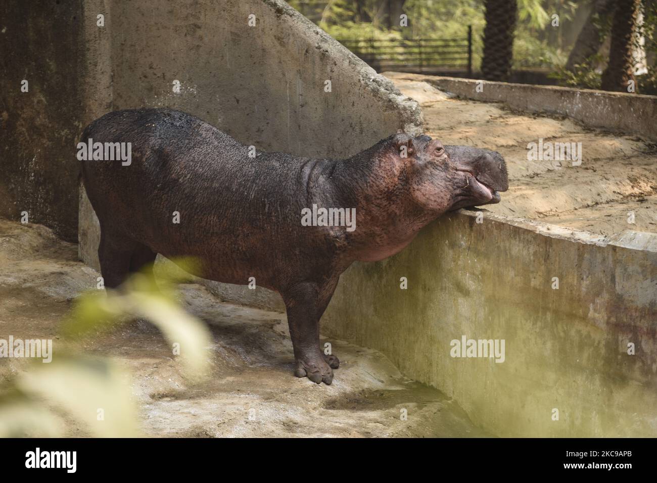 Un bébé hippopotame à l'intérieur d'une enceinte au zoo d'État d'Assam, à Guwahati, en Inde, le 14 février 2021. (Photo de David Talukdar/NurPhoto) Banque D'Images