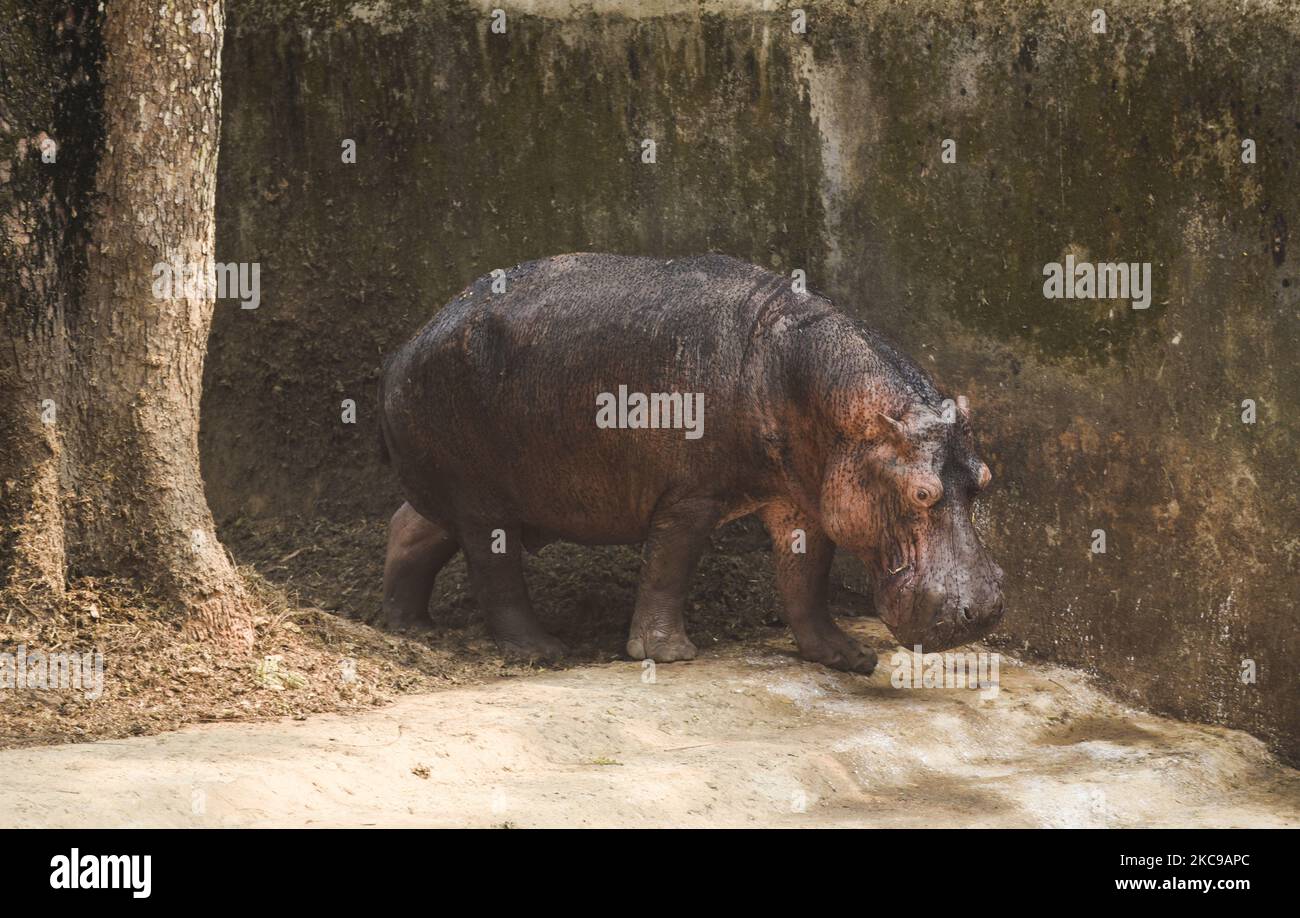 Un bébé hippopotame à l'intérieur d'une enceinte au zoo d'État d'Assam, à Guwahati, en Inde, le 14 février 2021. (Photo de David Talukdar/NurPhoto) Banque D'Images