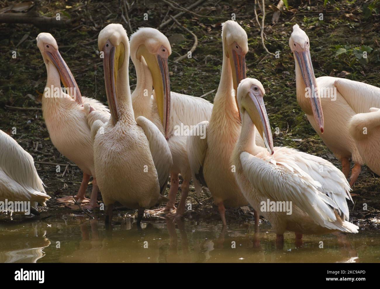 Pelican rosé près d'un étang au zoo d'État d'Assam, à Guwahati, en Inde, le 14 février 2021. (Photo de David Talukdar/NurPhoto) Banque D'Images