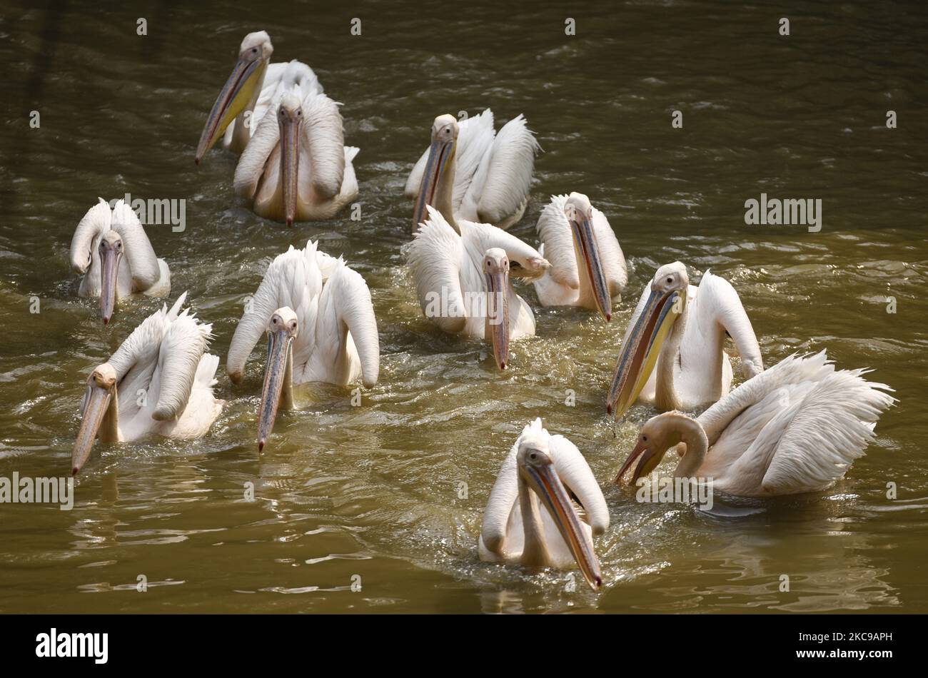 Pelican rosé pêchez un étang au zoo d'État d'Assam, à Guwahati, en Inde, le 14 février 2021. (Photo de David Talukdar/NurPhoto) Banque D'Images
