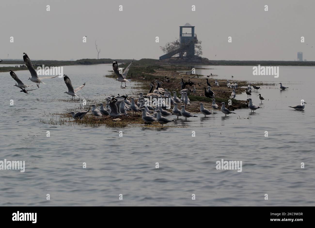 Les oiseaux migrateurs sont vus au sanctuaire d'oiseaux de Nalabana à l'intérieur de la lagune de Chillika, à plus de 100 km de la capitale de l'État indien de l'est, Odisha, Bhubaneswar, en Inde, sur 23 février 2021. (Photo par STR/NurPhoto) Banque D'Images