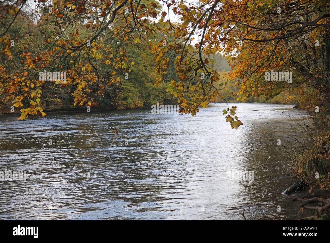 Automne à la rivière Swale, Richmond, North Yorkshire Banque D'Images