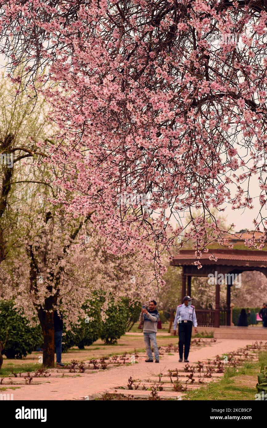 SRINAGAR, CACHEMIRE, INDE-MARS 21: Avec le début de la saison du printemps, les gens marchent dans le jardin d'amandiers complet 'Badam Waer' à l'occasion de Nowroz à Srinagar, Cachemire sur 21 mars 2021. (Photo par Faisal Khan/NurPhoto) Banque D'Images