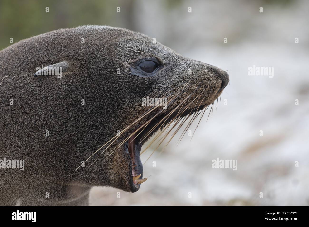 Un phoque à fourrure réagit en se prélassant au soleil dans la péninsule de Kaikoura, dans l'île du Sud, en Nouvelle-Zélande, sur 24 mars 2021. Kaikoura est une destination de voyage célèbre pour les baleines, les phoques à fourrure, les albatros, l'observation des oiseaux et la plongée avec les dauphins en Nouvelle-Zélande. (Photo de Sanka Vidanagama/NurPhoto) Banque D'Images