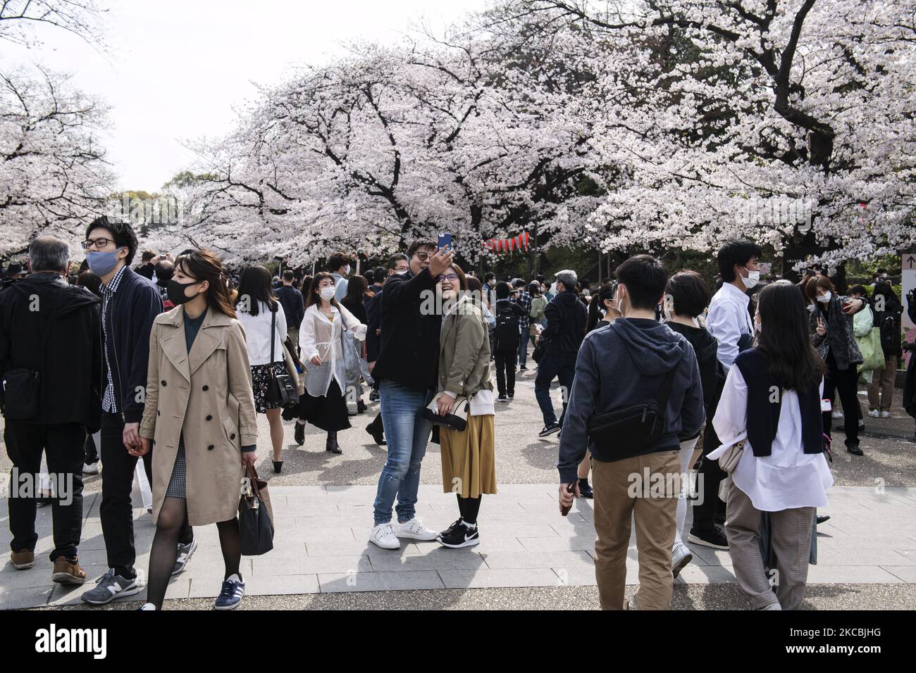 Les gens apprécient de prendre des selfies et des photos de cerisiers en fleurs dans le parc Ueno, un célèbre site d'observation des cerisiers en fleurs à Tokyo, le 27 mars. (Photo par Yusuke Harada/NurPhoto) Banque D'Images