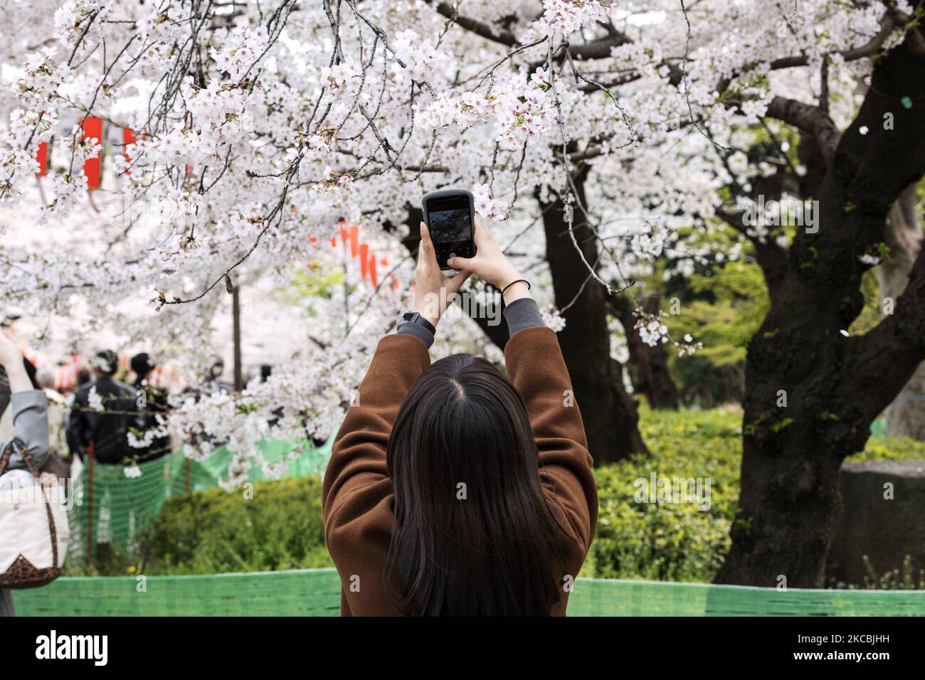 Une femme prend une photo des cerisiers en fleurs avec son téléphone portable au parc Ueno à Tokyo, le 27 mars. (Photo par Yusuke Harada/NurPhoto) Banque D'Images