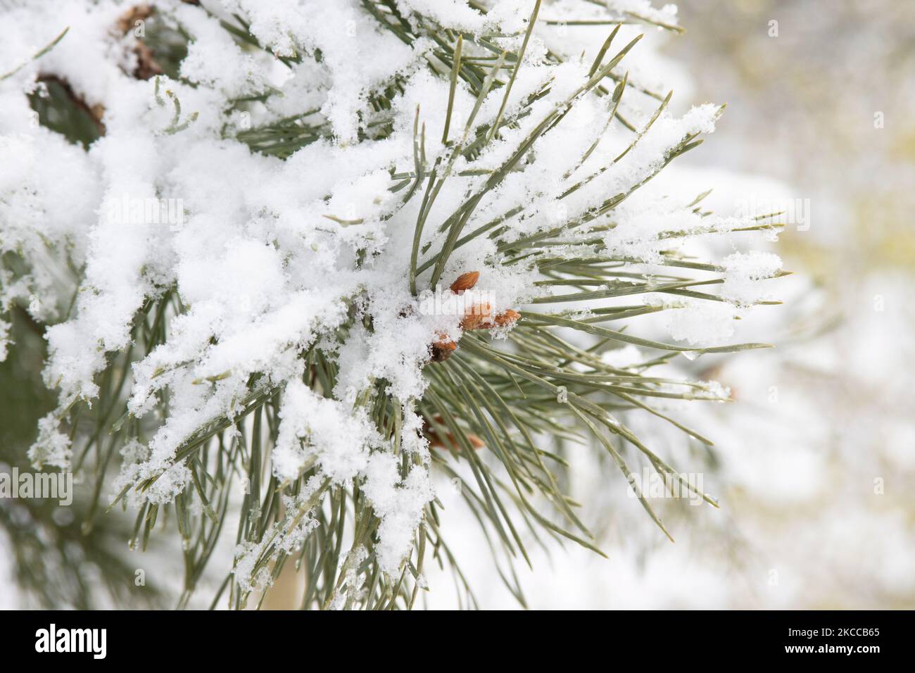 Gros plan sur les branches de pins recouvertes de neige. Les pays-Bas réveillent la neige couverte après une forte chute de neige le matin, un événement de bizzar pour avril. Le deuxième jour de basses températures et de neige aux pays-Bas après le lundi de Pâques blanc avec une baisse significative de la température, atteignant le point de congélation selon l'agence météorologique néerlandaise KNMI faisant du lundi de Pâques l'un des jours les plus froids jamais avec des températures basses enregistrées. En plus de la neige, de la grêle et du vent froid de glace à grande vitesse s'est produit. Le KNMI a émis un avertissement météo jaune de code pour lundi soir, disant qu'il y a wi Banque D'Images