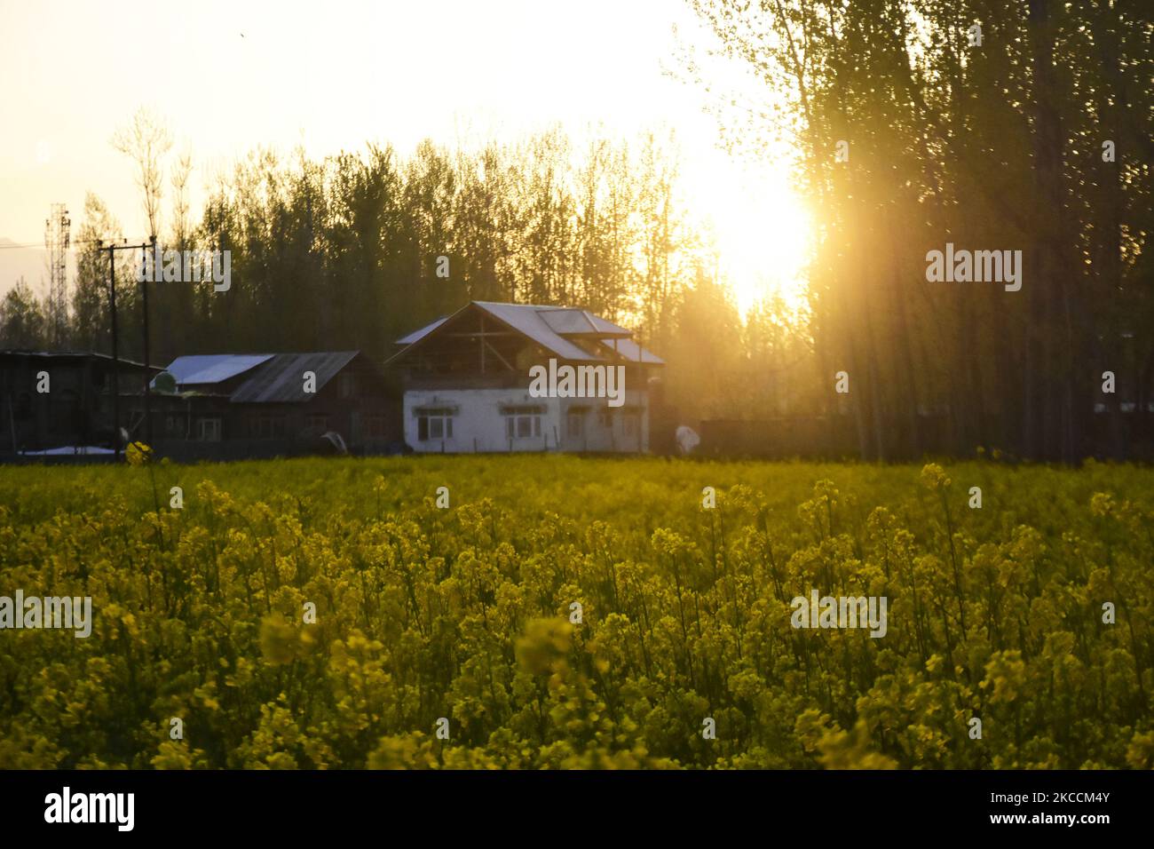 Coucher de soleil sur les champs de moutarde dans le district indien de Pulwama au sud de Srinagar, le 12 avril 2021. (Photo de Muzamil Mattoo/NurPhoto) Banque D'Images