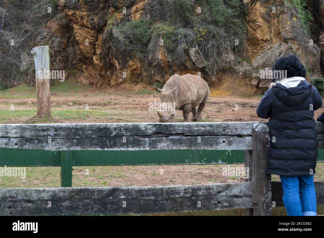 Une femme observe un rhinocéros dans le Parc naturel de Cabarceno en Cantabrie qui célèbre le 30th anniversaire de son ouverture et dans ses plus de 750 hectares d'extension, nous pouvons trouver plus de 30 espèces d'animaux CABARCENO-CANTABRIA-04-19-2021 (photo de Joaquin Gomez Sastre/NurPhoto) Banque D'Images