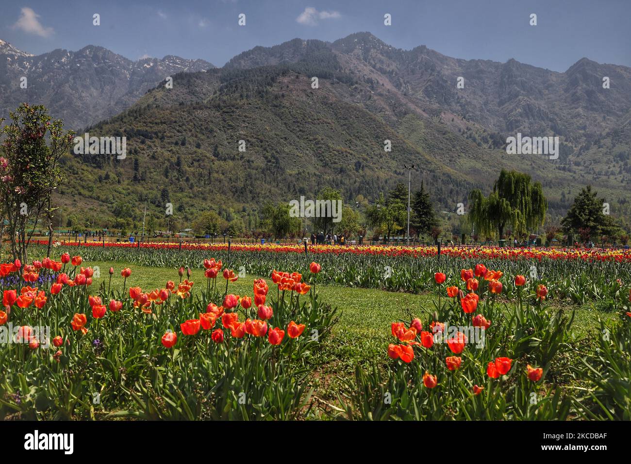 Les touristes sont vus au jardin Indira Gandhi Memorial Tulip à Srinagar le 24 avril 2021. Le tourisme au Cachemire a commencé sur une note prometteuse au début de la nouvelle année. Cependant, avec la deuxième vague de ravages à travers le pays, l'afflux de touristes a commencé à se tasser.Â au cours des deux dernières semaines, la plupart des réservations à l'avance dans les hôtels et les bateaux de ménage à travers le Cachemire ont été annulées, Les parties prenantes ont déclaré: Couvre-feu de fin de semaine à Jammu-et-Cachemire de ce soir 8pm au lundi 6am pour freiner la propagation de Covid-19 (photo de Nasir Kachroo/NurPhoto) Banque D'Images