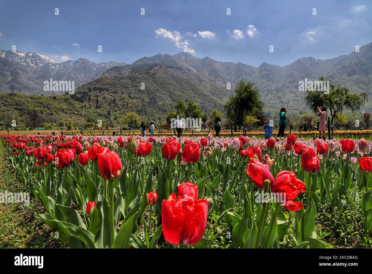 Les touristes sont vus au jardin Indira Gandhi Memorial Tulip à Srinagar le 24 avril 2021. Le tourisme au Cachemire a commencé sur une note prometteuse au début de la nouvelle année. Cependant, avec la deuxième vague de ravages à travers le pays, l'afflux de touristes a commencé à se tasser.Â au cours des deux dernières semaines, la plupart des réservations à l'avance dans les hôtels et les bateaux de ménage à travers le Cachemire ont été annulées, Les parties prenantes ont déclaré: Couvre-feu de fin de semaine à Jammu-et-Cachemire de ce soir 8pm au lundi 6am pour freiner la propagation de Covid-19 (photo de Nasir Kachroo/NurPhoto) Banque D'Images