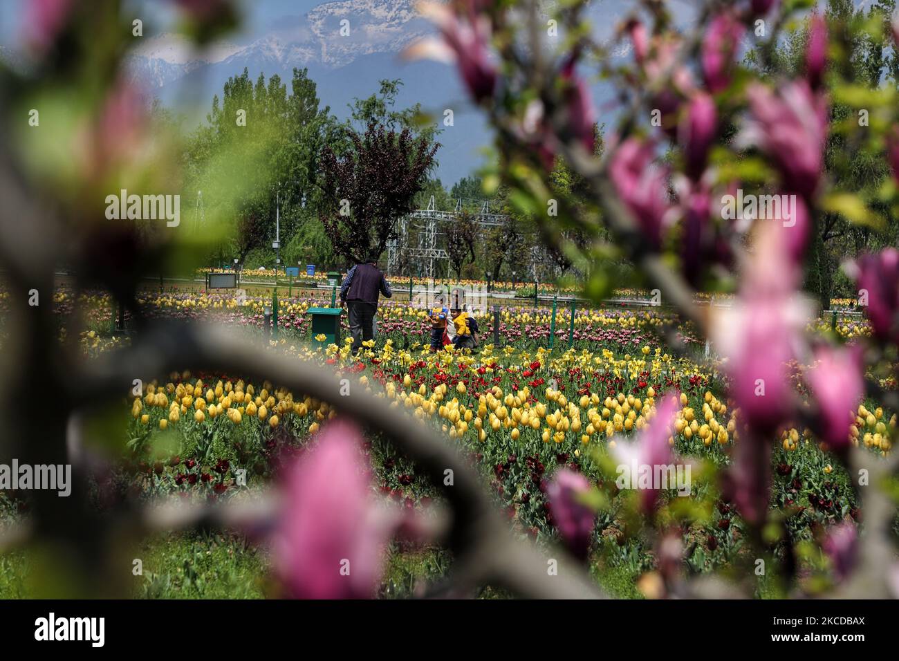 Les touristes sont vus au jardin Indira Gandhi Memorial Tulip à Srinagar le 24 avril 2021. Le tourisme au Cachemire a commencé sur une note prometteuse au début de la nouvelle année. Cependant, avec la deuxième vague de ravages à travers le pays, l'afflux de touristes a commencé à se tasser.Â au cours des deux dernières semaines, la plupart des réservations à l'avance dans les hôtels et les bateaux de ménage à travers le Cachemire ont été annulées, Les parties prenantes ont déclaré: Couvre-feu de fin de semaine à Jammu-et-Cachemire de ce soir 8pm au lundi 6am pour freiner la propagation de Covid-19 (photo de Nasir Kachroo/NurPhoto) Banque D'Images