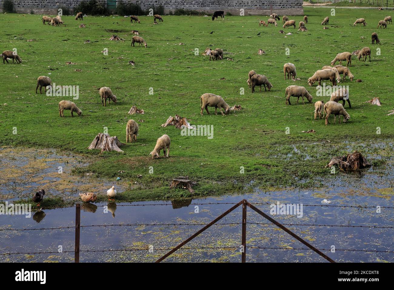 Pâturage des moutons dans un champ ouvert à Sopore, district de Baramulla, Jammu-et-Cachemire, Inde, le 03 mai 2021. (Photo de Nasir Kachroo/NurPhoto) Banque D'Images