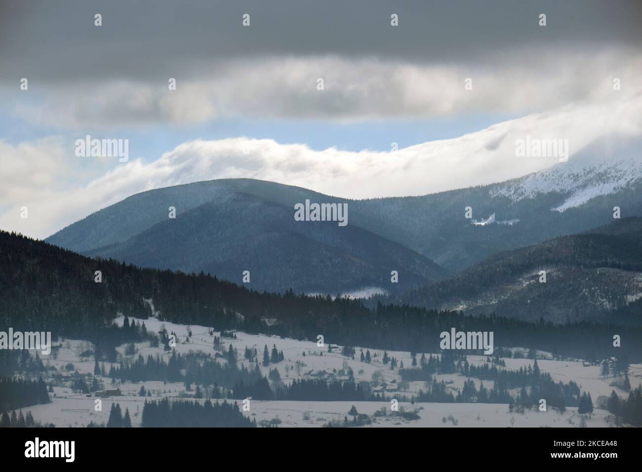 Paysage brumeux avec des pins à feuilles persistantes recouverts de neige fraîche après une forte chute de neige en hiver dans la forêt montagneuse, le soir froid et tranquille Banque D'Images