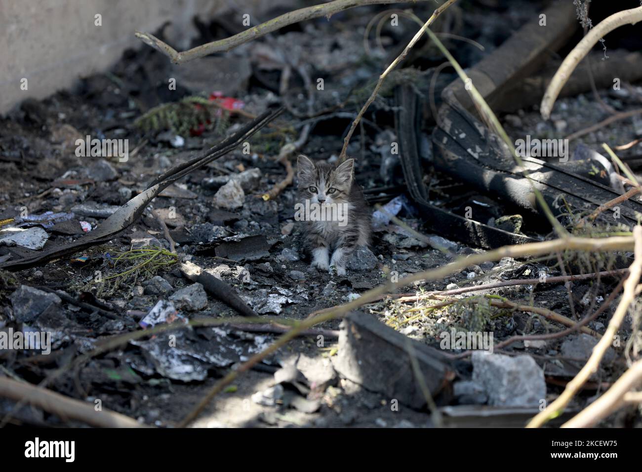 Un des chats d'Ahmed Mosabeh, un palestinien de 28 ans aux besoins spéciaux, est photographié dans une rue latérale de la ville de Gaza après qu'il ait fui son domicile avec ses chatons vers une zone plus sûre en raison des raids aériens israéliens dans la bande de Gaza, sur 18 mai 2021. - Israël a lancé sa campagne aérienne sur la bande de Gaza, contrôlée par le groupe palestinien du Hamas sur 10 mai, après que les dirigeants de l'enclave ont tiré un barrage de roquettes en réponse aux troubles dans Jérusalem-est annexée par Israël. (Photo de Majdi Fathi/NurPhoto) Banque D'Images