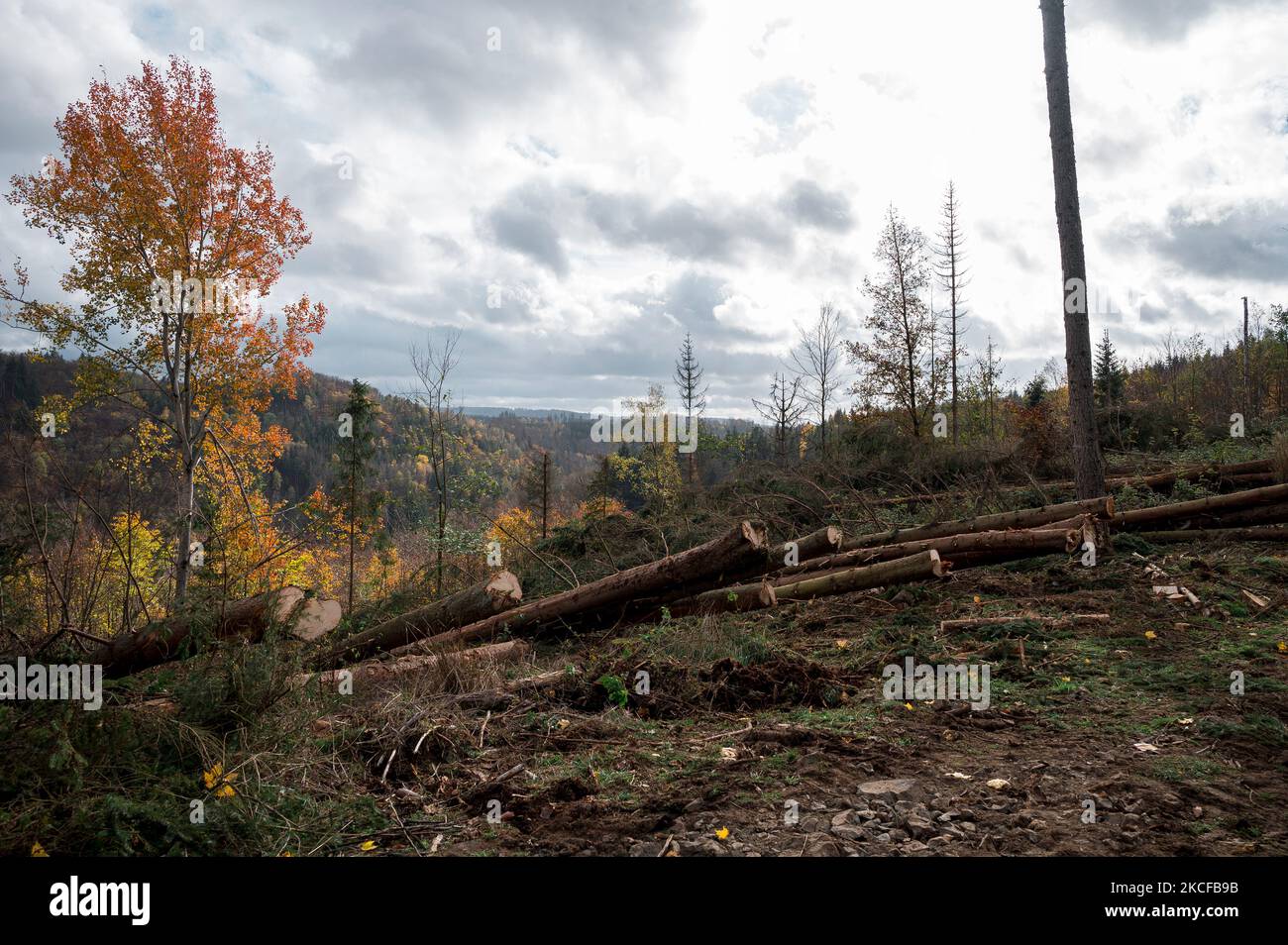 Lichtenberg, Allemagne. 02nd novembre 2022. Vue sur une zone boisée dans la vallée du Höllental, sur laquelle le pont du Höllental doit être construit. Le projet 'Frankenwaldbrücke' comprend deux ponts piétonniers prévus: Le 'Frankenwaldbrücke' ou 'Höllentalbrücke', qui s'étend sur la vallée de Höllental, et le deuxième 'Lohbachtalbrücke', qui relie le premier pont à la ville de Höllental Lichtenberg. L'idée du projet a été développée vers 2015. La planification de la mise en œuvre est en cours et controversée. Credit: Daniel Vogl/dpa/Alay Live News Banque D'Images