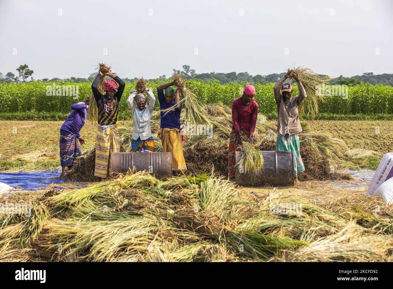 Les agriculteurs battent du riz paddy dans un style traditionnel en battant des chocs de maïs contre des tambours de fer dans le rizières de la périphérie de Dhaka sur 30 mai 2021. (Photo d'Ahmed Salahuddin/NurPhoto) Banque D'Images