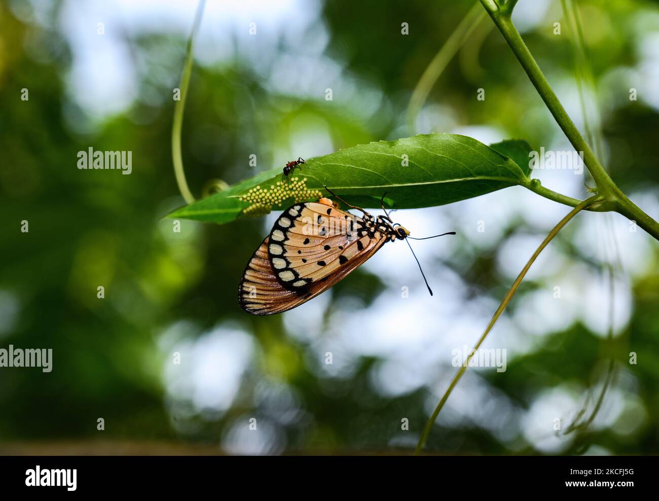 Le 03 juin 2021, un papillon femelle de coster tawny (Acraea terpsicore) pond des œufs sous les feuilles de plante de la passiflora caerulea (passiflora caerulea) à Tehatta, dans le Bengale occidental, en Inde. Un fourmi de Tetraponera rufonigra tente d'attaquer ces oeufs et le papillon tente de résister en faisant flambant ses ailes. (Photo de Soumyabrata Roy/NurPhoto) Banque D'Images