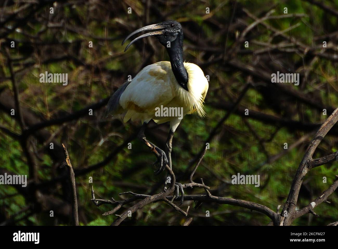 Un groupe d'Ibis à tête noire assis sur un arbre à la périphérie d'Ajmer dans l'État indien du Rajasthan le 04 juin 2021. (Photo par Himanshu Sharma/NurPhoto) Banque D'Images