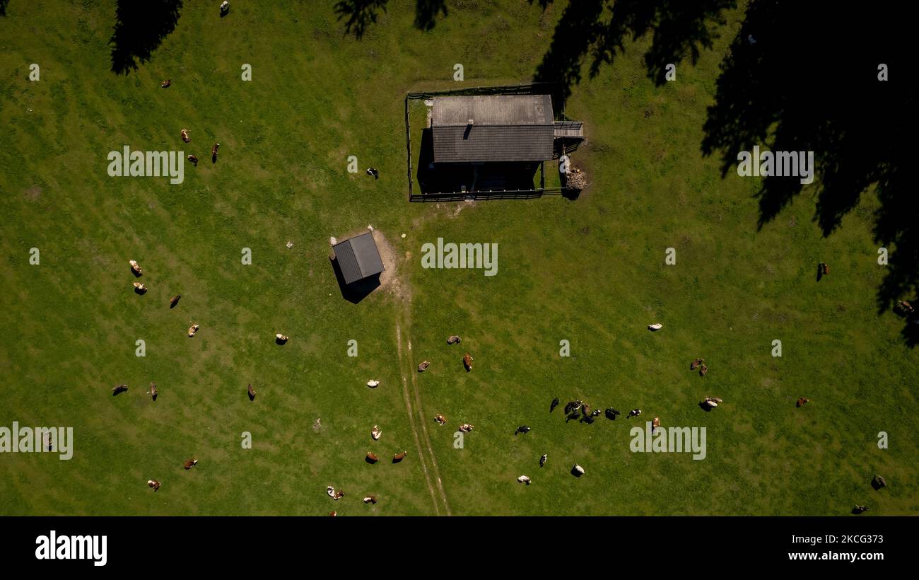 Une vue de drone des vaches qui paissent sur les Alpes des Dolomites italiennes, à Carbonin, en Italie, sur 14 juin 2021. (Photo de Manuel Romano/NurPhoto) Banque D'Images