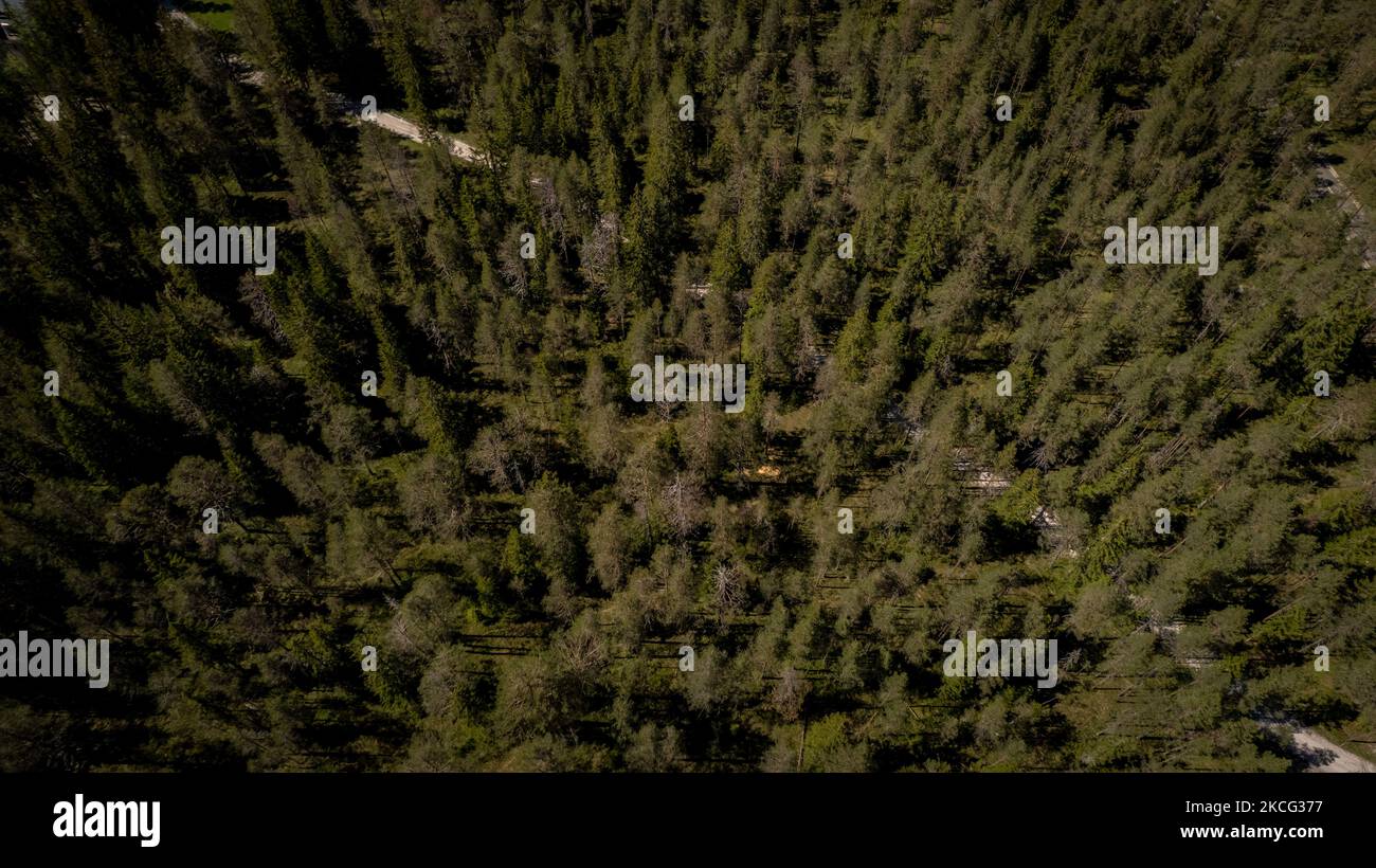 Une vue de drone sur les arbres d'une forêt sur les Alpes des Dolomites italiennes, à Carbonin, en Italie, sur 14 juin 2021. (Photo de Manuel Romano/NurPhoto) Banque D'Images