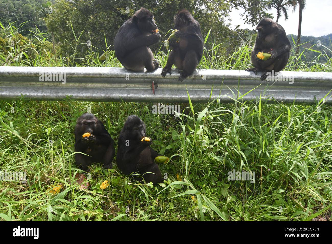 Qui se nourrit de singe Banque de photographies et d’images à haute