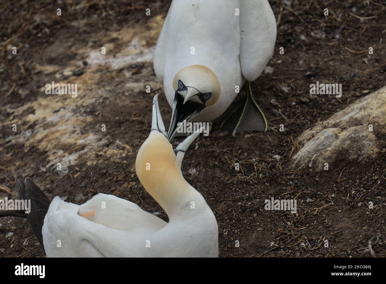 Des gantets vus pendant la saison de nidification sur l'île Great Saltee. Les îles Saltee sont composées de deux petites îles inhabitées au large de la côte sud-est de l'Irlande. Les îles sont un paradis pour les oiseaux de mer et un terrain de reproduction pour fulmar, gannet, shag, kittiwake, guillemot, razorbill et les macareux, qui se trouvent sur une route migratoire importante, sont un point d'arrêt populaire pour les oiseaux migrateurs du printemps et de l'automne. Le vendredi 18 juin 2021, à Great Saltee, Saltee Islands, comté de Wexford, Irlande. (Photo par Artur Widak/NurPhoto) Banque D'Images