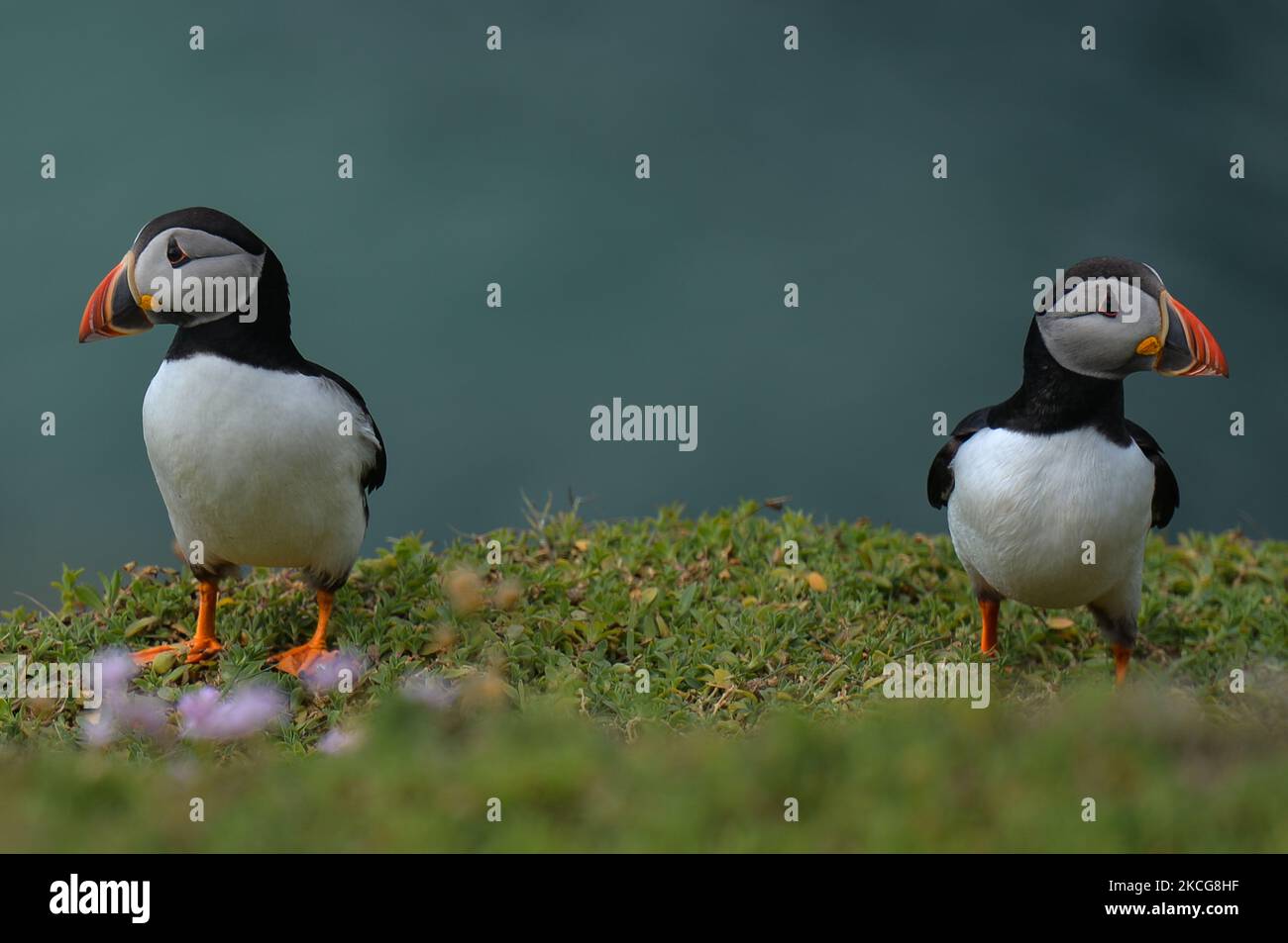 Deux puffins de l'Atlantique vus pendant une saison de reproduction pendant la saison de reproduction sur l'île Great Saltee. Les îles Saltee sont composées de deux petites îles inhabitées au large de la côte sud-est de l'Irlande. Les îles sont un paradis pour les oiseaux de mer et un terrain de reproduction pour fulmar, gannet, shag, kittiwake, guillemot, razorbill et les macareux, qui se trouvent sur une route migratoire importante, sont un point d'arrêt populaire pour les oiseaux migrateurs du printemps et de l'automne. Le vendredi 18 juin 2021, à Great Saltee, Saltee Islands, comté de Wexford, Irlande. (Photo par Artur Widak/NurPhoto) Banque D'Images