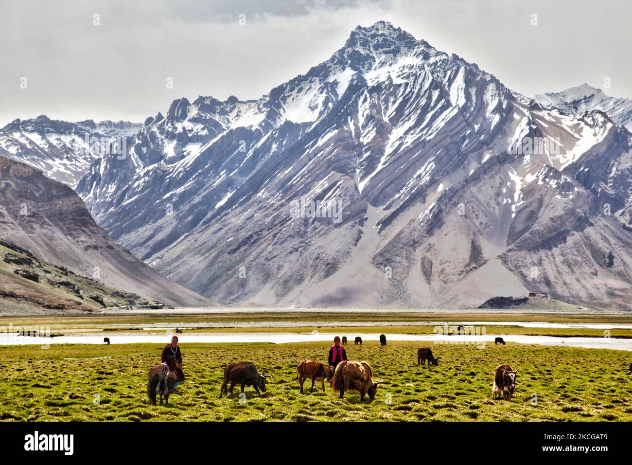 Ladakhi femmes herding dzos et dzomos dans un petit village à Zanskar, Ladakh, Jammu et Cachemire, Inde. Un dzo est un croisement hybride entre un yak et une vache domestique et un dzomo est la contrepartie femelle. (Photo de Creative Touch Imaging Ltd./NurPhoto) Banque D'Images