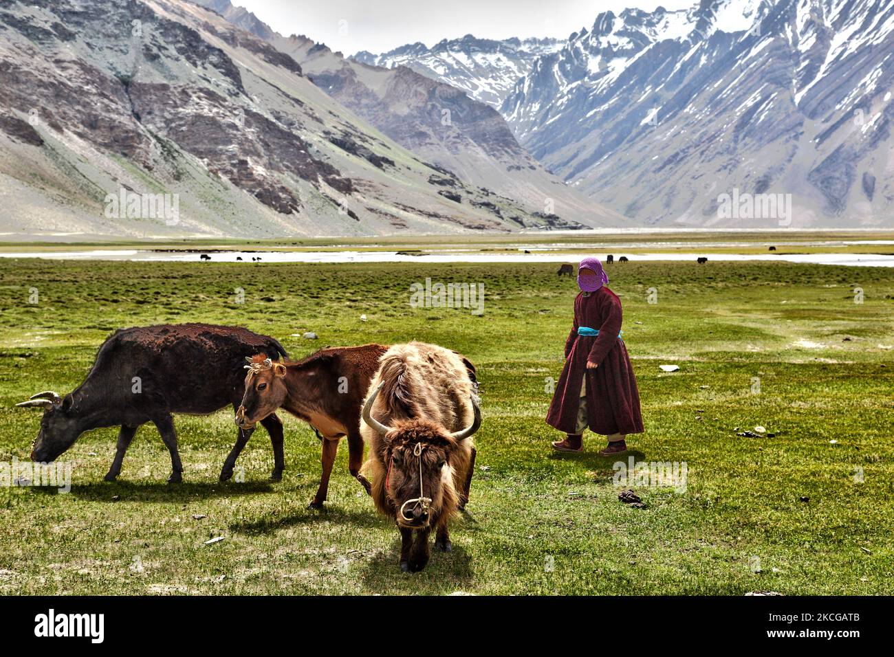 Ladakhi femme herding dzos et dzomos dans un petit village à Zanskar, Ladakh, Jammu et Cachemire, Inde. Un dzo est un croisement hybride entre un yak et une vache domestique et un dzomo est la contrepartie femelle. (Photo de Creative Touch Imaging Ltd./NurPhoto) Banque D'Images