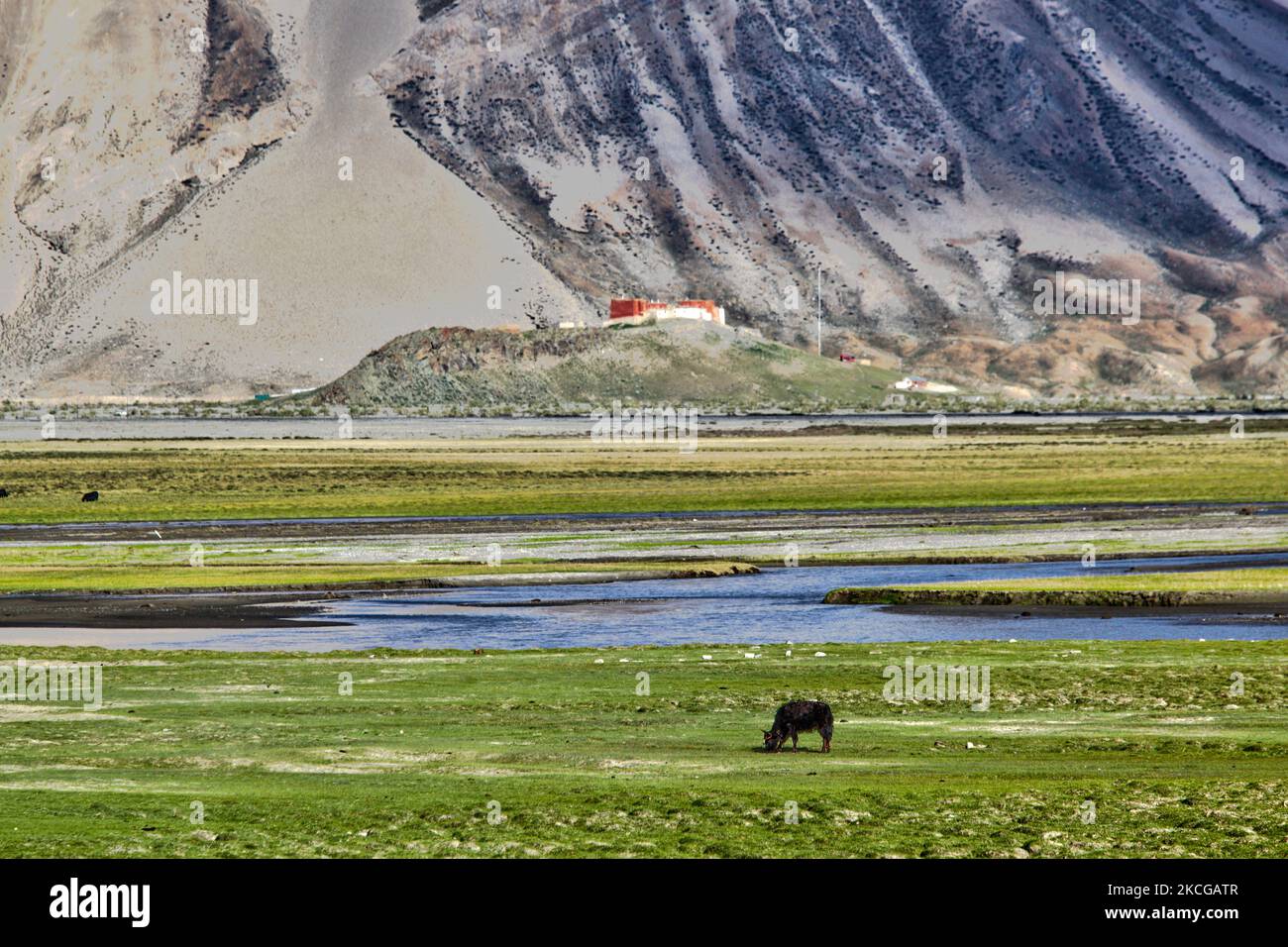 Dzos pâturage dans une vallée par un petit village à Zanskar, Ladakh, Jammu et Cachemire, Inde. Un dzo est un croisement hybride entre un yak et une vache domestique et un dzomo est la contrepartie femelle. (Photo de Creative Touch Imaging Ltd./NurPhoto) Banque D'Images
