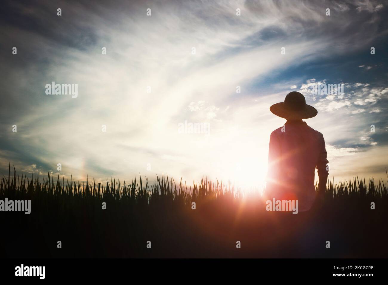 Les céréales de riz, de blé et d'orge mûrissent en automne, dans les champs de riz et les paysages de champs et dans les champs de ferme et de coucher de soleil Banque D'Images