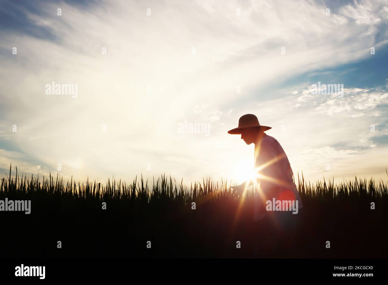 Les céréales de riz, de blé et d'orge mûrissent en automne, dans les champs de riz et les paysages de champs et dans les champs de ferme et de coucher de soleil Banque D'Images