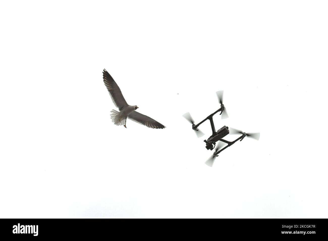 Un mouette en colère gazouille un drone volant près de son nid situé sur le toit d'un bâtiment dans le centre de Dublin. Le lundi 28 juin 2021, à Dublin, Irlande. (Photo par Artur Widak/NurPhoto) Banque D'Images