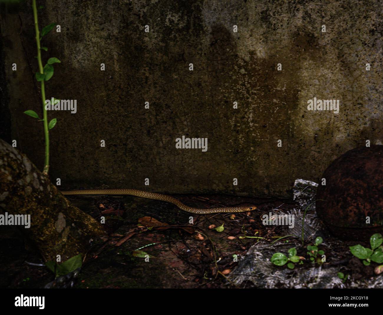 Un jeune serpent oriental de rat court rapidement pour se cacher à Tehatta, Bengale-Occidental, Inde le 6 juillet 2021. Le serpent indien ou oriental de rat (Ptyas mucosa) est le deuxième serpent colubrid le plus long au monde (serpents sans membres vestigiens ni dents agrandies sur l'os pré-maxillaire). Le plus long serpent de rat enregistré est de 3,7 m, ce qui est un peu plus de 12 pieds! Sa taille, sa vitesse et son manque de furtivité en ont fait l'un des serpents les plus souvent vus autour de l'habitation humaine. (Photo de Soumyabrata Roy/NurPhoto) Banque D'Images