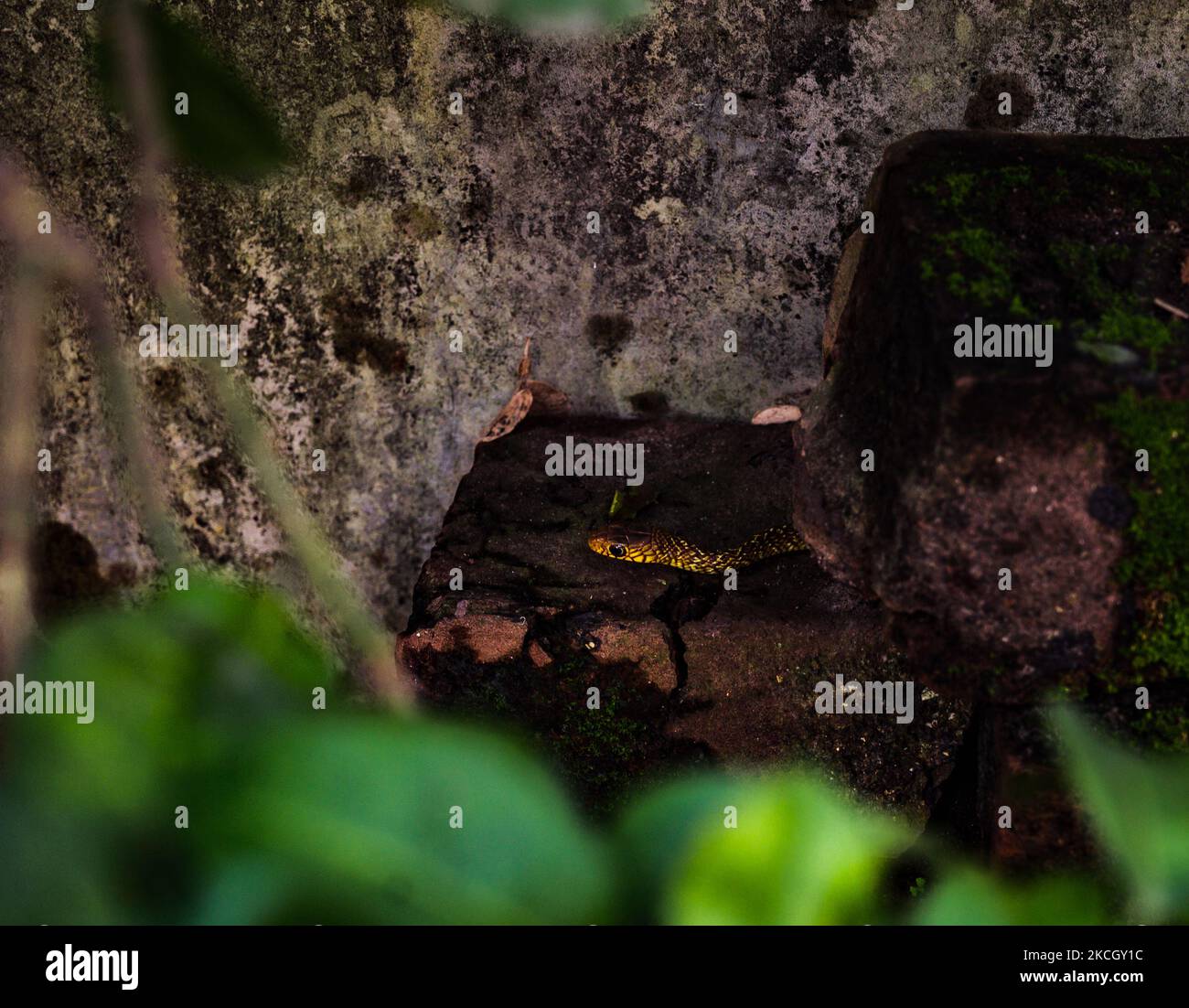 Un jeune serpent oriental de rat court rapidement pour se cacher à Tehatta, Bengale-Occidental, Inde le 6 juillet 2021. Le serpent indien ou oriental de rat (Ptyas mucosa) est le deuxième serpent colubrid le plus long au monde (serpents sans membres vestigiens ni dents agrandies sur l'os pré-maxillaire). Le plus long serpent de rat enregistré est de 3,7 m, ce qui est un peu plus de 12 pieds! Sa taille, sa vitesse et son manque de furtivité en ont fait l'un des serpents les plus souvent vus autour de l'habitation humaine. (Photo de Soumyabrata Roy/NurPhoto) Banque D'Images