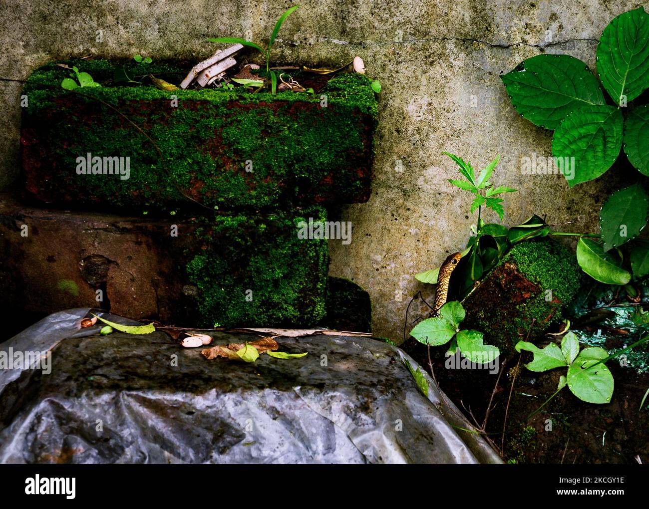 Un jeune serpent oriental de rat court rapidement pour se cacher à Tehatta, Bengale-Occidental, Inde le 6 juillet 2021. Le serpent indien ou oriental de rat (Ptyas mucosa) est le deuxième serpent colubrid le plus long au monde (serpents sans membres vestigiens ni dents agrandies sur l'os pré-maxillaire). Le plus long serpent de rat enregistré est de 3,7 m, ce qui est un peu plus de 12 pieds! Sa taille, sa vitesse et son manque de furtivité en ont fait l'un des serpents les plus souvent vus autour de l'habitation humaine. (Photo de Soumyabrata Roy/NurPhoto) Banque D'Images