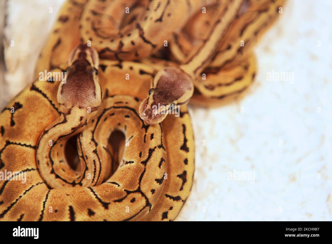 Pythons de Lemon Blast spécialement élevés lors d'une exposition exotique des éleveurs de reptiles tenue à Mississauga, Ontario, Canada, on 19 septembre 2010. (Photo de Creative Touch Imaging Ltd./NurPhoto) Banque D'Images