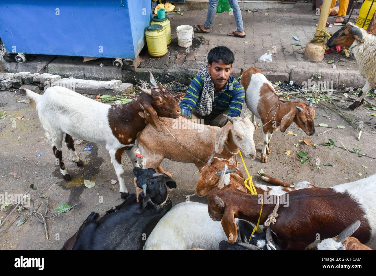 Un vendeur expose son bétail sur un marché , avant la célébration d'Eid al-Adha à Kolkata , Inde , le 18 juillet 2021 . (Photo par Debarchan Chatterjee/NurPhoto) Banque D'Images