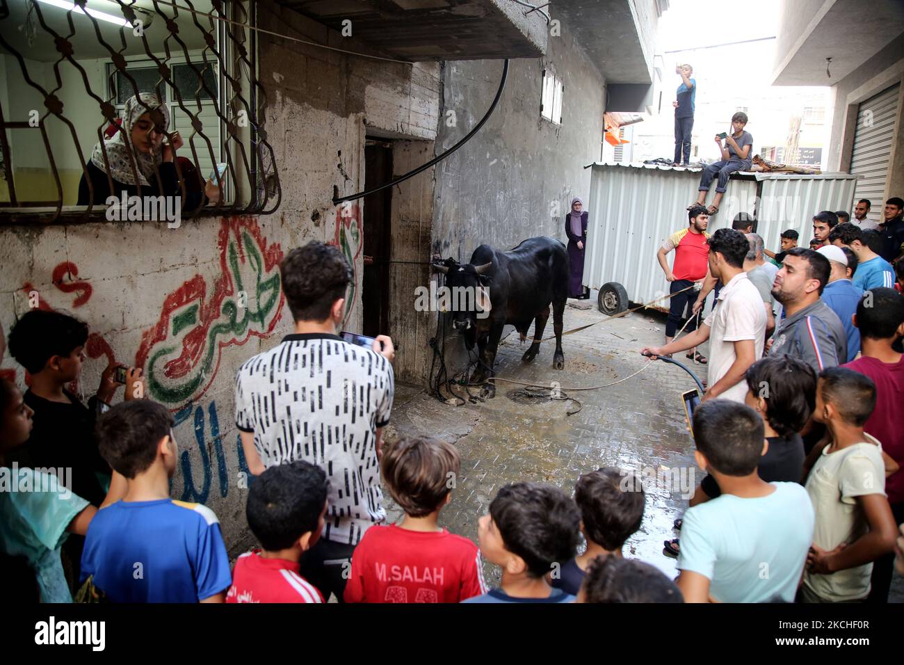 Les Palestiniens regardent les bouchers massacrer un veau le premier jour de la fête musulmane d'Eid al-Adha dans la ville de Gaza, sur 20 juillet 2021. Les musulmans du monde entier célèbrent Eid al-Adha pour marquer la fin du hadj en abattant des moutons, des chèvres, des vaches et des chameaux pour commémorer la volonté du prophète Abraham de sacrifier son fils Ismail sur le commandement de Dieu. (Photo de Majdi Fathi/NurPhoto) Banque D'Images