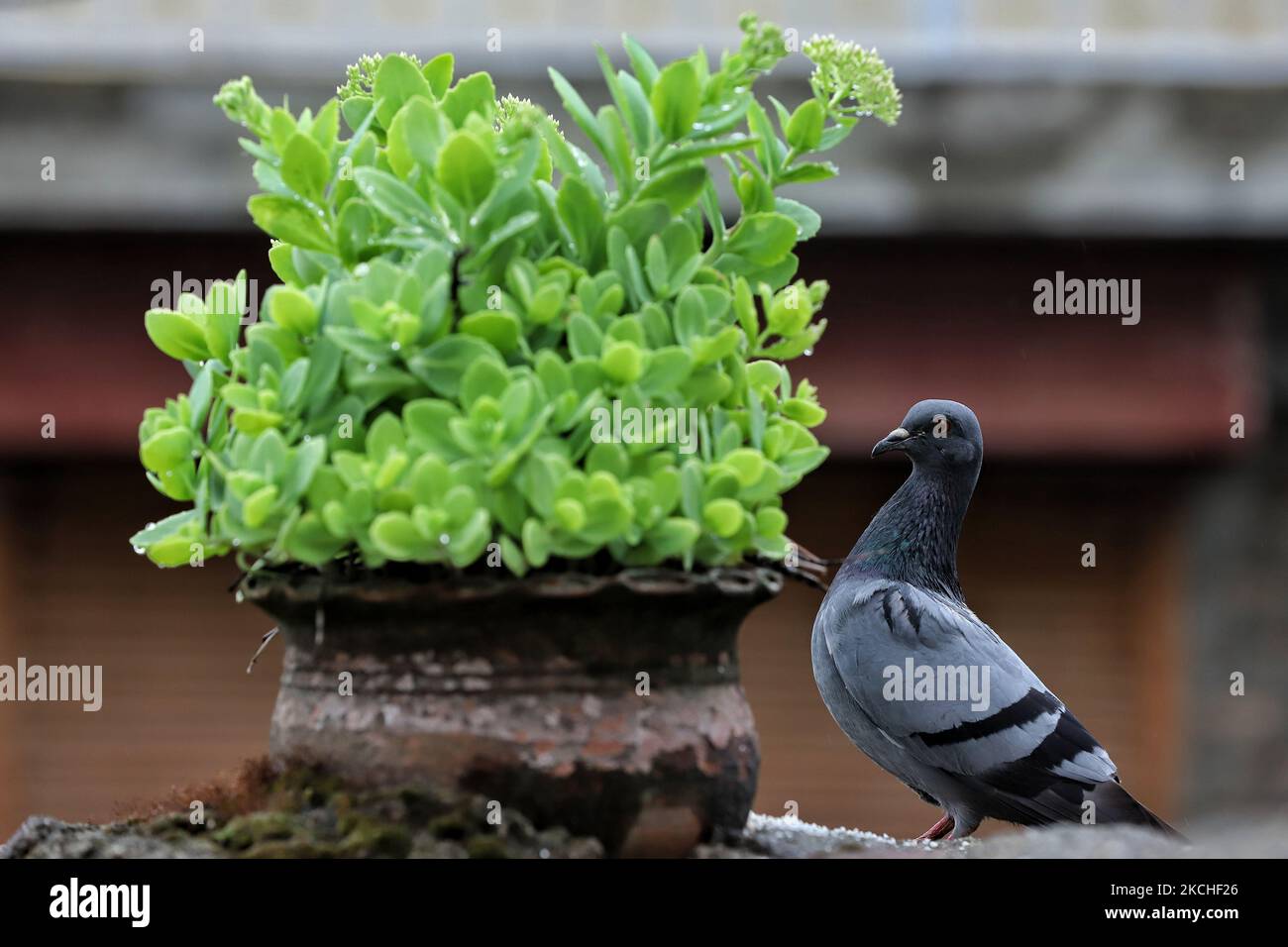 Un Pigeon mange du riz après de légères pluies dans la ville de Sopore du district de Baramulla Jammu-et-Cachemire Inde le 20 juillet 2021 (photo de Nasir Kachroo/NurPhoto) Banque D'Images