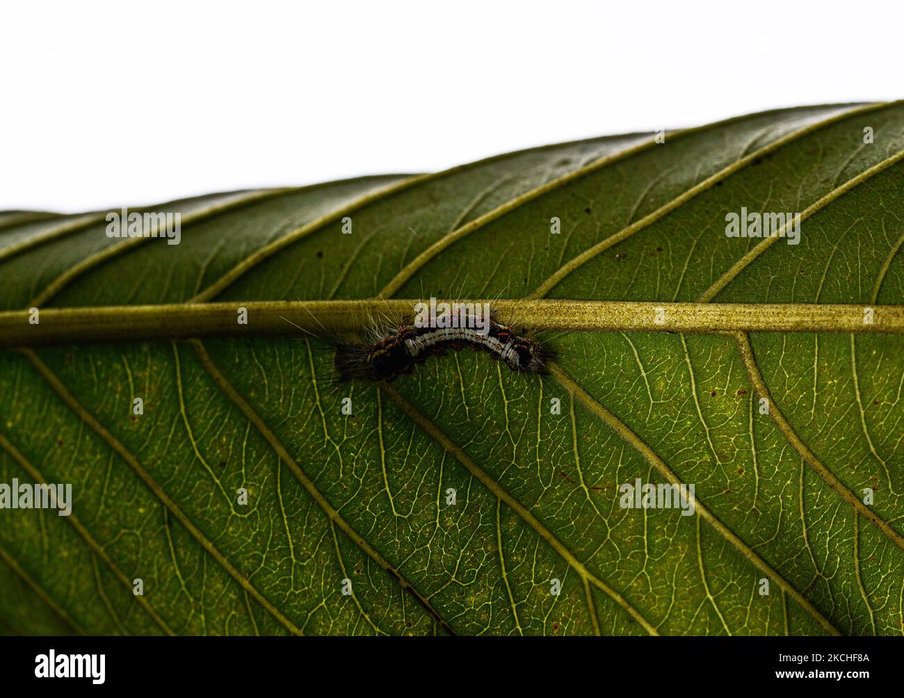 Une chenille de la stopette (Lymantriinae : Erebidae) se trouve sous la feuille de goyave à Tehatta, Bengale-Occidental; Inde le 19/07/2021. La dernière semaine complète de juillet est célébrée comme la semaine nationale du Moth, de 17 juillet à 25 juillet en 2021, une initiative mondiale de science citoyenne. (Photo de Soumyabrata Roy/NurPhoto) Banque D'Images