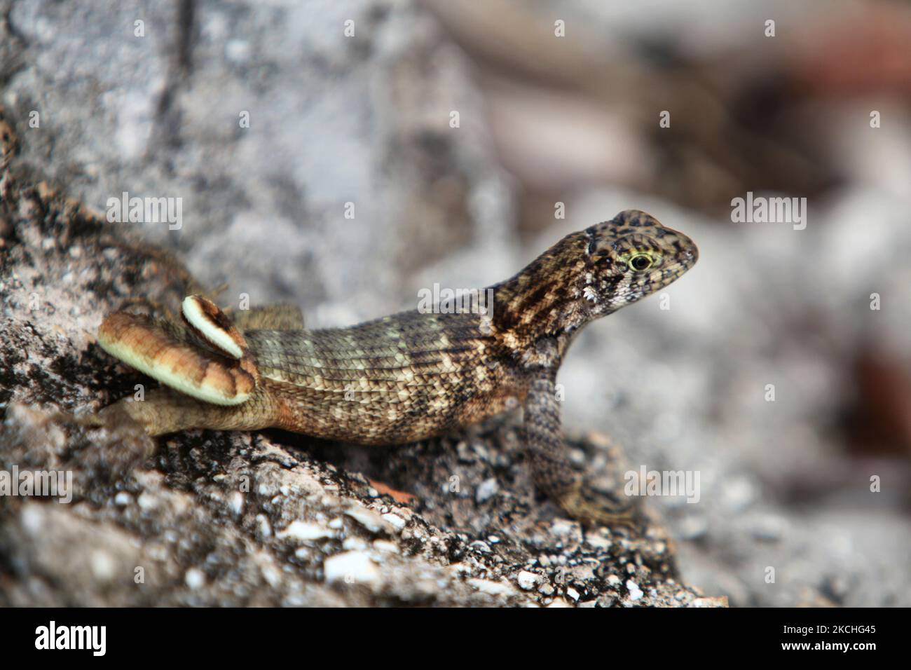 Lézard à queue cariole (Leiocephalus carinatus) à Guardalavaca, Cuba. (Photo de Creative Touch Imaging Ltd./NurPhoto) Banque D'Images