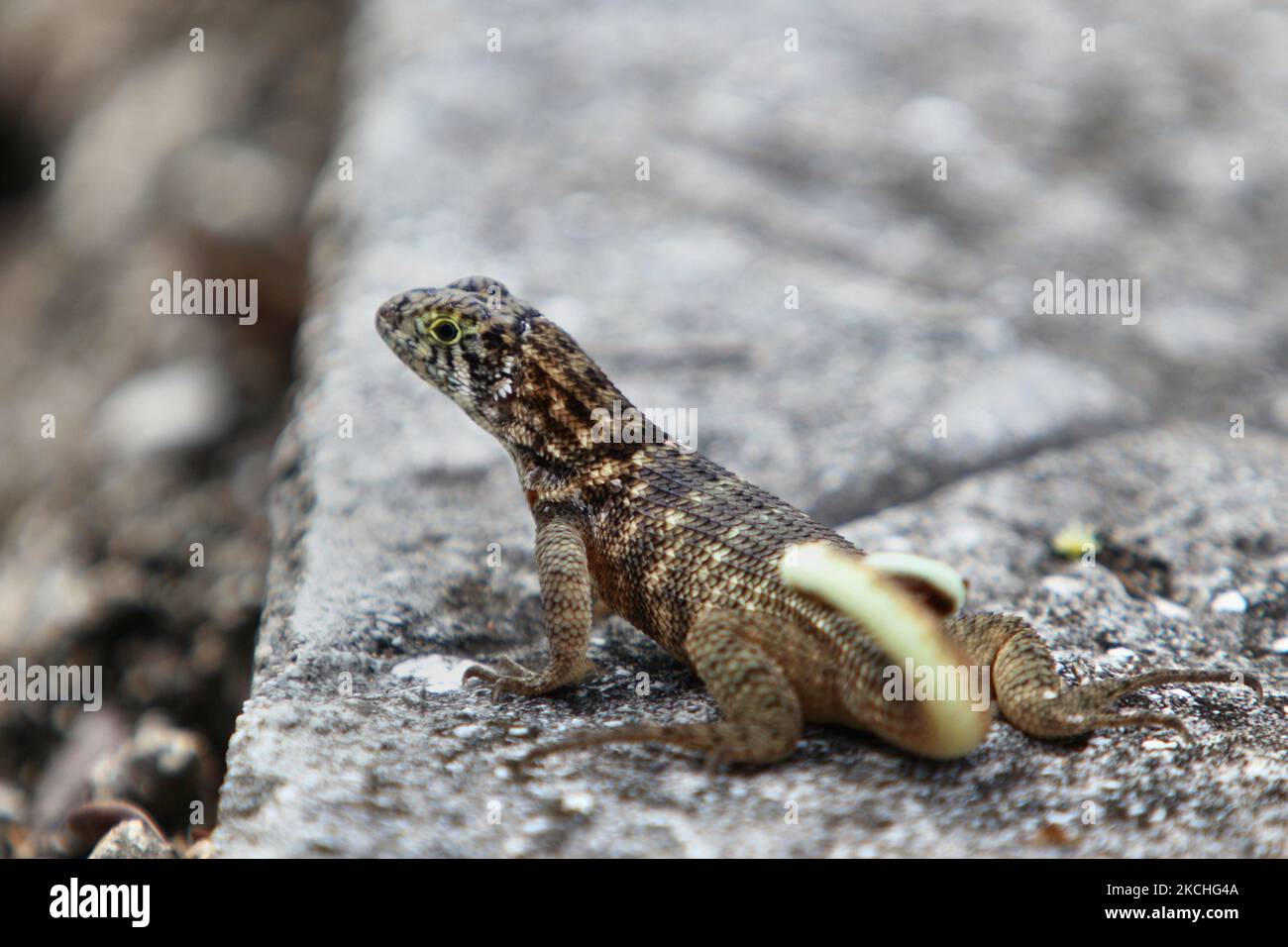 Lézard à queue cariole (Leiocephalus carinatus) à Guardalavaca, Cuba. (Photo de Creative Touch Imaging Ltd./NurPhoto) Banque D'Images